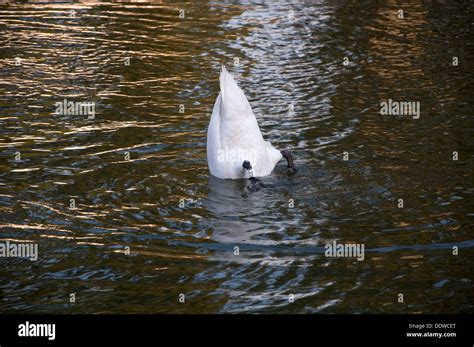 Swan Dive Hi Res Stock Photography And Images Alamy
