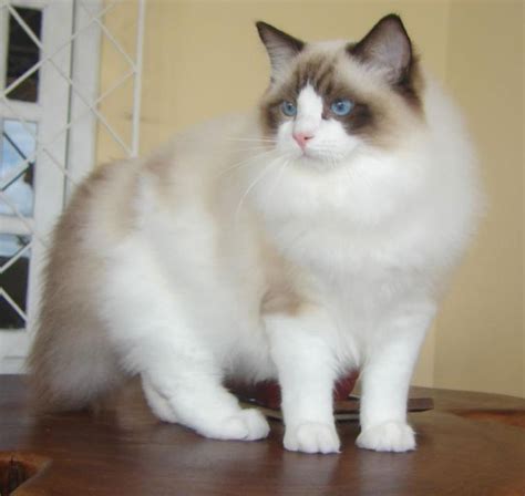 A Nicely Marked Sealpoint Bicolor High Mitted Ragdoll Cat Ragdoll