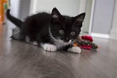 Prepare For Feline Frenzy Discover Milwaukee S Cutest Kittens