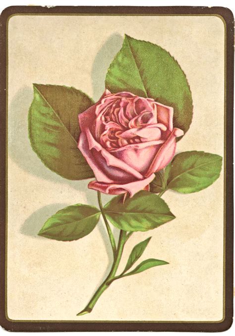 Free Vintage Clip Art Perfect Pink Rose The Graphics Fairy