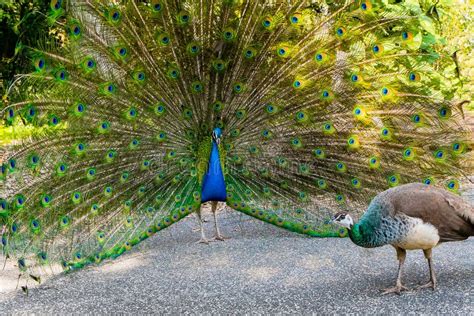 Peacock Male And Female Stock Image Image Of Attractive 39268625