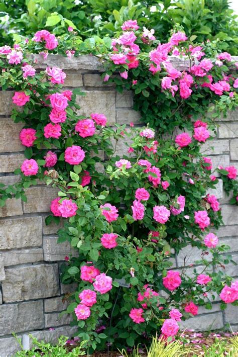 Climbing Rose Zephirine Drouhin The Thornless Rose Garden Plants