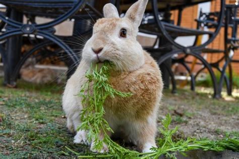 Verduras Que Pueden Comer Los Conejos Listas Y Consejos