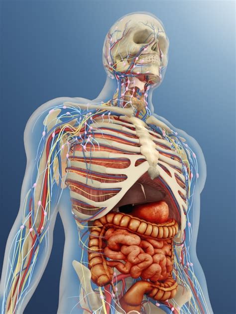 Body Parts Internal Organs Anatomy System Human Body