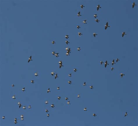 Migration Along The Western Palearctic Flyway Pigeons Movi Flickr