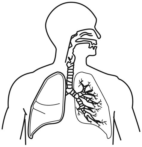 Draw And Label The Respiratory System Transborder Media