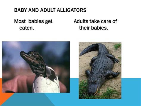 Ppt Alligators And Crocodiles Powerpoint Presentation Free Download