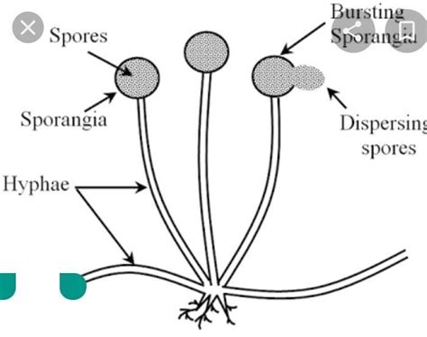Illustrate Spore Formation In Rhizopus With The Diagram