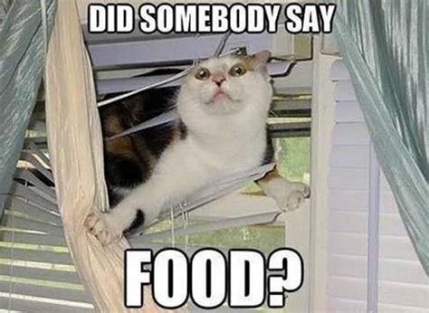Hungry Cat Memes Image Memes At