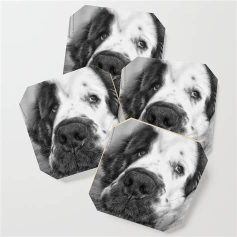 Black And White Beautiful Saint Bernard Puppy Relaxing Coaster By Haley