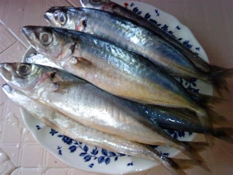 This makes mackerel one of the due to this impressive nutrient profile and the different ways to prepare mackerel, it remains one of the most popular and readily consumed fish in the world. Cooking Pleasure: Fried Fish Mackerel