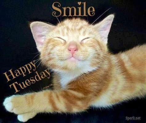 Happy Tuesday Animal Smiles Pinterest Facebook Country And