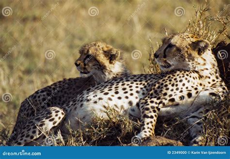 Cheetah With Baby Cub Stock Photo Image Of Animal Cheetahs 2349000