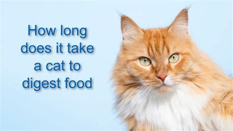 Dogs are omnivores, meaning they eat both animal and plant food but their digestion hasn't quite there's no exact answer as to how long it takes for a dog to digest its food. How Long Does It Take A Cat To Digest Food | ProudCatOwners