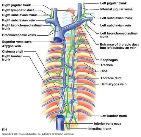 Azygous System Of Veins And Thoracic Duct Thoracic Duct Lymphatic