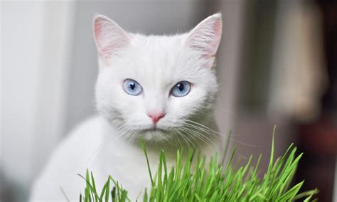 Congenital Sensorineural Deafness In Purebred White Cats