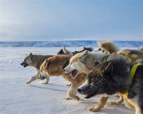 The Greenlandic Dog Sled Culture Must Be Preserved From Extinction Nata