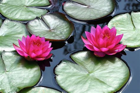 Red Water Lilies Photograph By Lou Ford Fine Art America