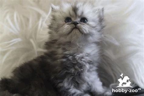 Pui Pisică Persană Chinchilla Hobby Zooro