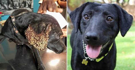 Dog Breeds Passing Disease To Humans Licking Dog Bread