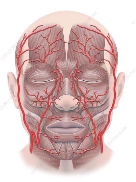 Face Muscles And Arteries Illustration Stock Image C047 5440
