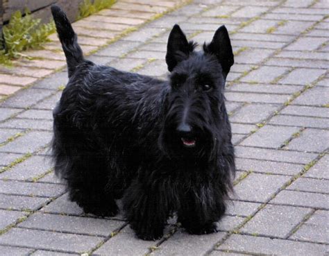 Scottish Terrier Small Sized Terriers Great Britain