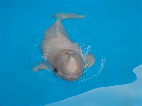 Orphaned Beluga Dies At Alaska Aquarium