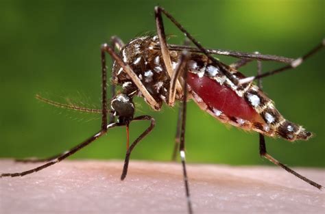 Are You A Mosquito Magnet It Could Be Your Smell Courthouse News Service