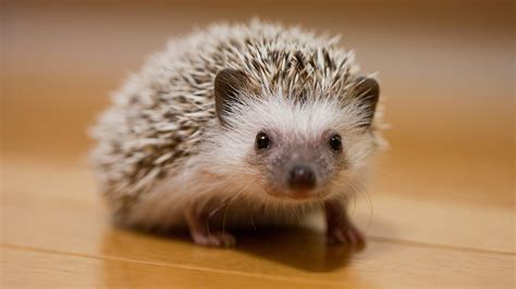 Hedgehog Names 200 Amazing Ideas For Naming Your Prickly Pal