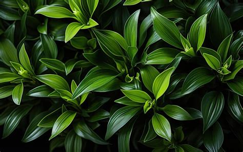 Premium Ai Image Dark Green Leaves Of Ground Cover Plant Abstract Texture