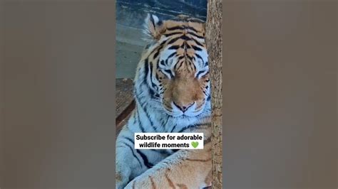 Tiger Blep 😜 Youtube