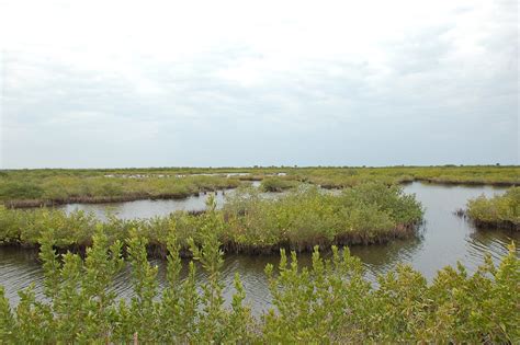Marsh Saltwater Marsh Impounded Florida Brevard County Flickr