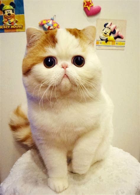 30 Most Adorable And Cutest Cat Photos Collection Vote For The Cutest Cat