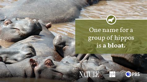Hipopotam Fact Sheet Blog Natura Pbs Historia Online