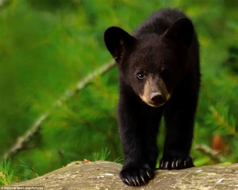 Whos Bringing The Picnic Then Black Bear Cubs Were In For A Surprise