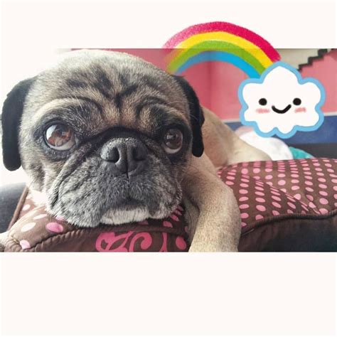 Pugsofinstagram On Instagram A Pug A Rainbow And A Cloud Please