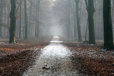 Hd Wallpaper Path And Trees Calm Creepy Dried Leaves Eerie Foggy