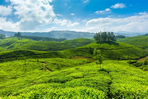 Spice Plantations In Munnar Tea Plantations Kerala Kerala