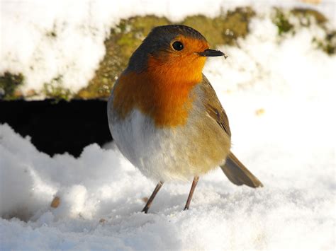The Robin Gallery Photography Wildlife The Rspb Community