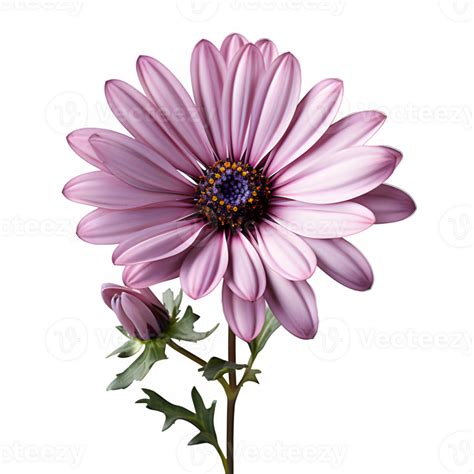 Ai Generated Pink Daisy Isolated On Transparent Background Pink Daisy