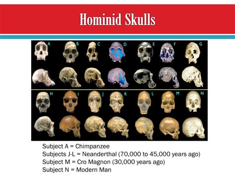 Ppt Hominid Evolution And Classification Powerpoint Presentation Id