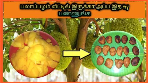 Varieties of cooking recipes from tamil nadu (india). Jackfruit sweet recipes in tamil | HOW TO MAKE JACKFRUIT ...