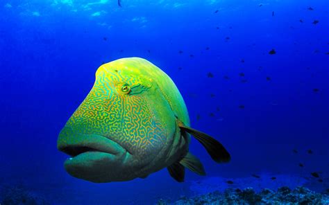 Underwater Ocean Fish