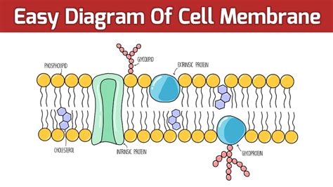 Details 136 Cell Membrane Drawing Vn