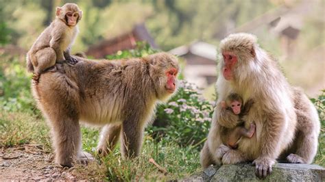 Mother Snow Monkey Giving Birth Sucess To Cute Baby Youtube