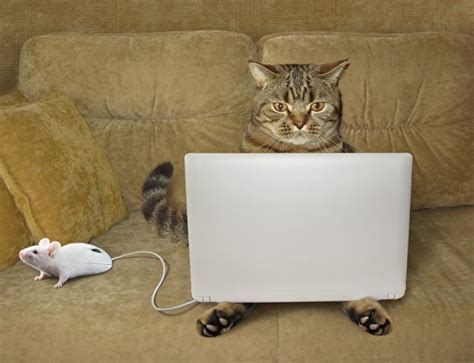 Unique and funny sofa designs. Images Humor Laptops Mice Cats Funny Sofa Animals