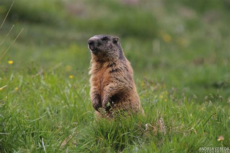 Marmota marmota - Marmotta alpina | JuzaPhoto