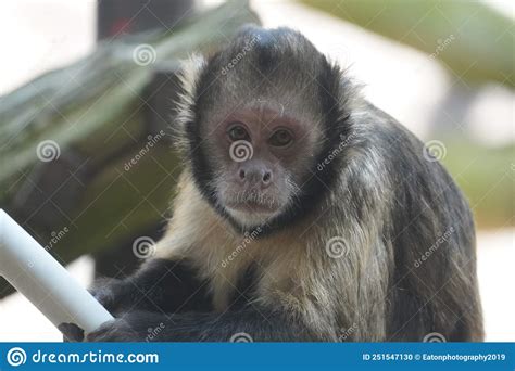 Golden Bellied Capuchin Looking Out At The World Stock Photo Image Of