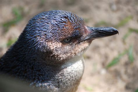 Penguin Profile Free Stock Photo Public Domain Pictures