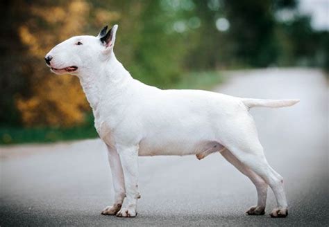 Bull Terrier Description Temperament Lifespan And Facts Britannica